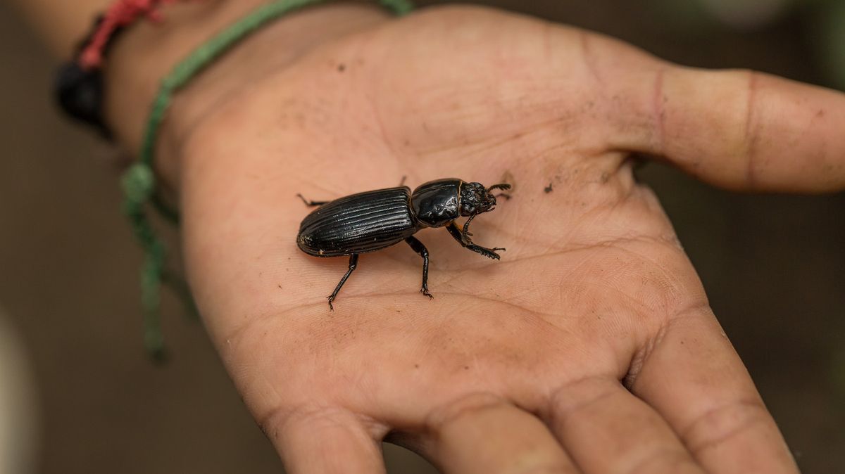 Lékaři si mysleli, že je na drogách, pak Američanovi vytáhli z ucha brouka